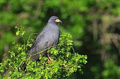 Snail Kite